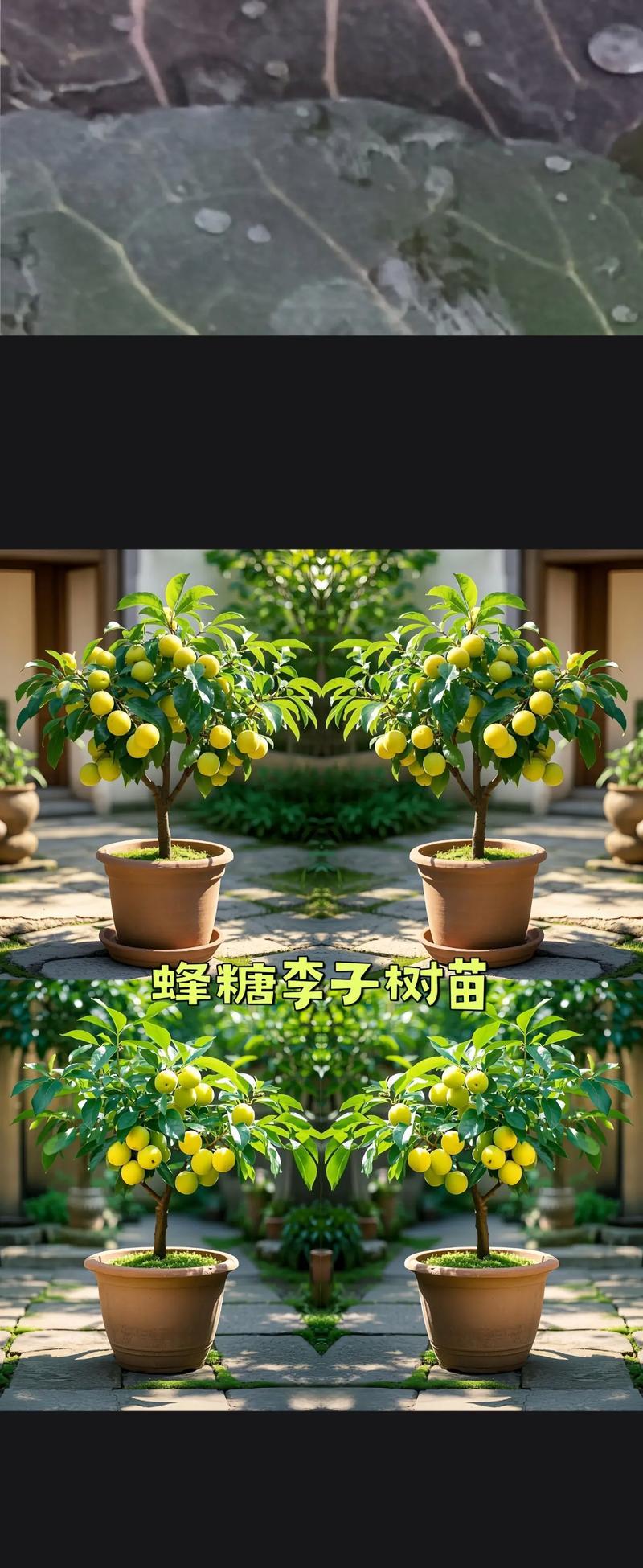 李子树修剪的最佳时期是什么时候？修剪枝条有哪些技巧？