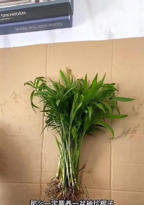 嫩椰子催芽方法是什么？需要多长时间才能发芽？
