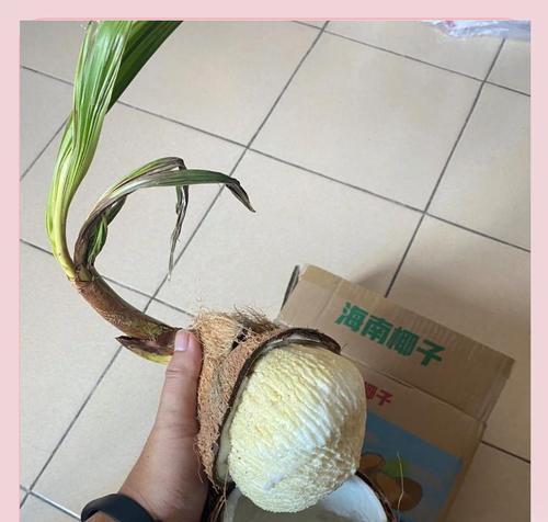 嫩椰子催芽方法是什么？需要多长时间才能发芽？