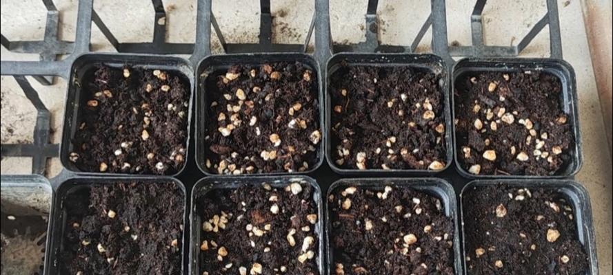 香瓜催芽方法有哪些？如何加速香瓜种子发芽？