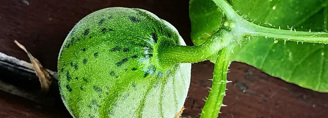 香瓜催芽方法有哪些？如何加速香瓜种子发芽？