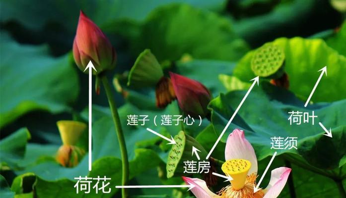 水底荷花修剪枝条的最佳时机是什么时候？如何正确修剪以促进生长？