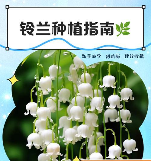 铃兰土培怎么种植方法？有哪些注意事项？