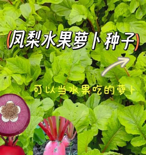 凤梨怎么种植方法？凤梨种植的步骤和注意事项是什么？