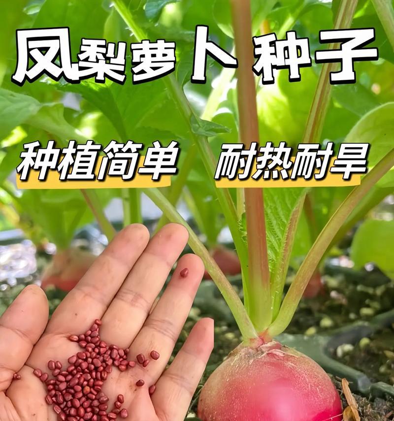 凤梨怎么种植方法？凤梨种植的步骤和注意事项是什么？