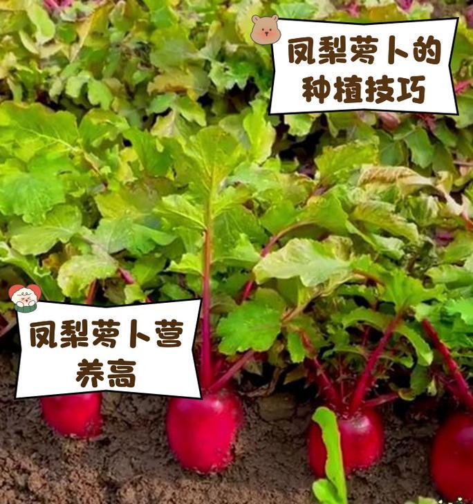 凤梨怎么种植方法？凤梨种植的步骤和注意事项是什么？