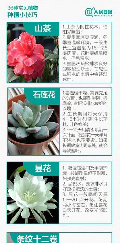 绿植怎么种植方法？初学者指南有哪些常见问题解答？