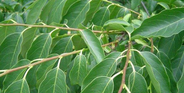 石生籽催芽的最佳方法是什么？步骤和注意事项有哪些？