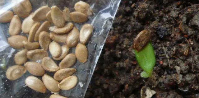石生籽催芽的最佳方法是什么？步骤和注意事项有哪些？