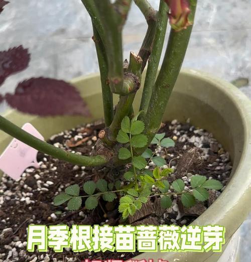 蔷薇修剪枝丫的最佳方法是什么？修剪后如何护理？