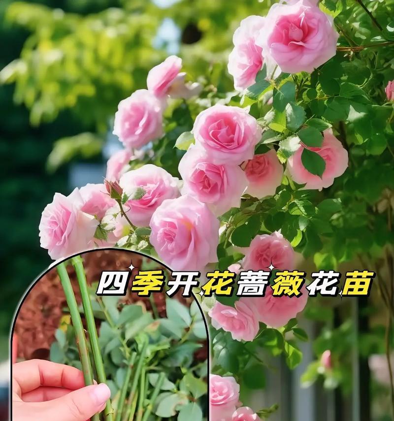 蔷薇修剪枝丫的最佳方法是什么？修剪后如何护理？