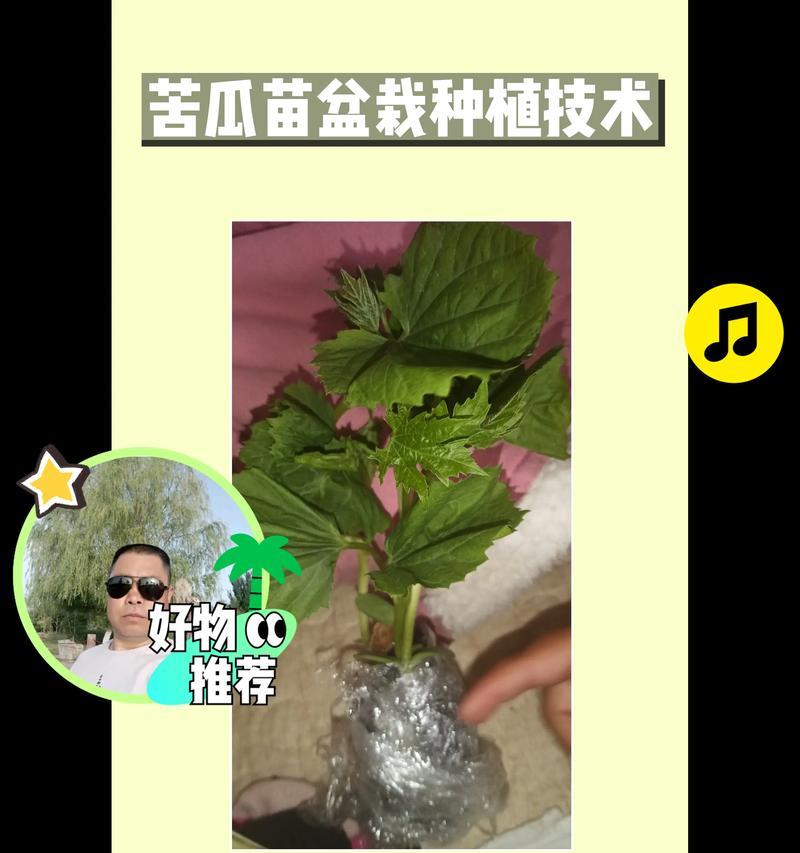苦瓜催芽最快方法是什么？步骤和注意事项有哪些？