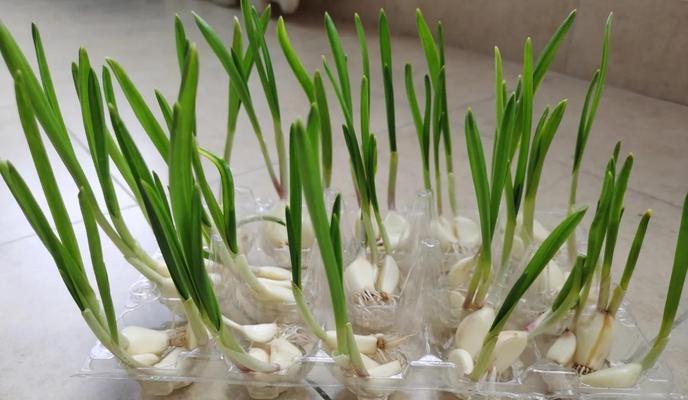 蒜生霉了怎么种植方法？有效防止蒜头霉变的技巧是什么？