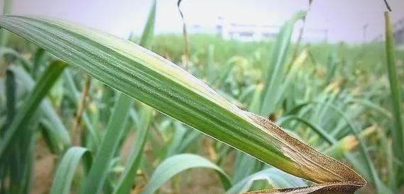 蒜生霉了怎么种植方法？有效防止蒜头霉变的技巧是什么？