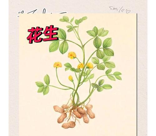 花生种子催芽方法是什么？需要多长时间才能发芽？