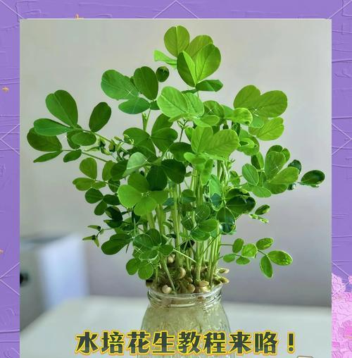 花生种子催芽方法是什么？需要多长时间才能发芽？