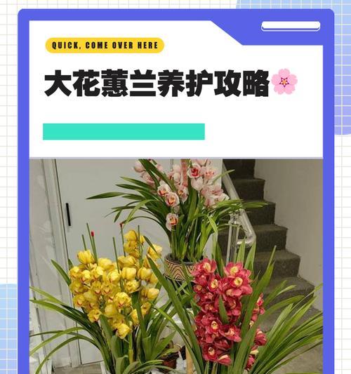 大花蕙兰秋芽催芽方法是什么？如何快速促进大花蕙兰发芽？
