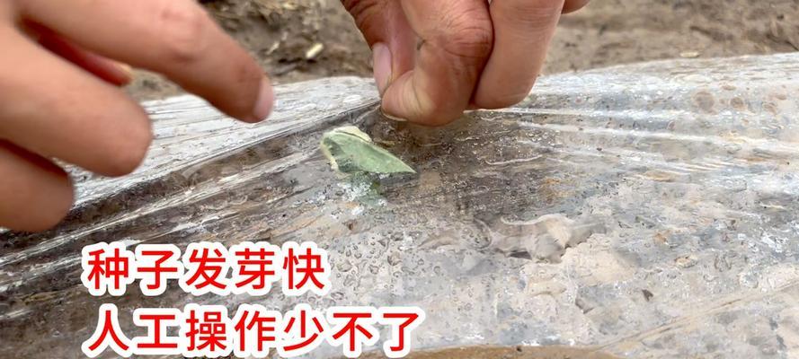 籽种催芽发芽快的方法是什么？需要多长时间才能看到效果？