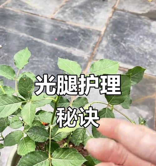 笋子修剪枝条的最佳时机是什么时候？步骤有哪些？