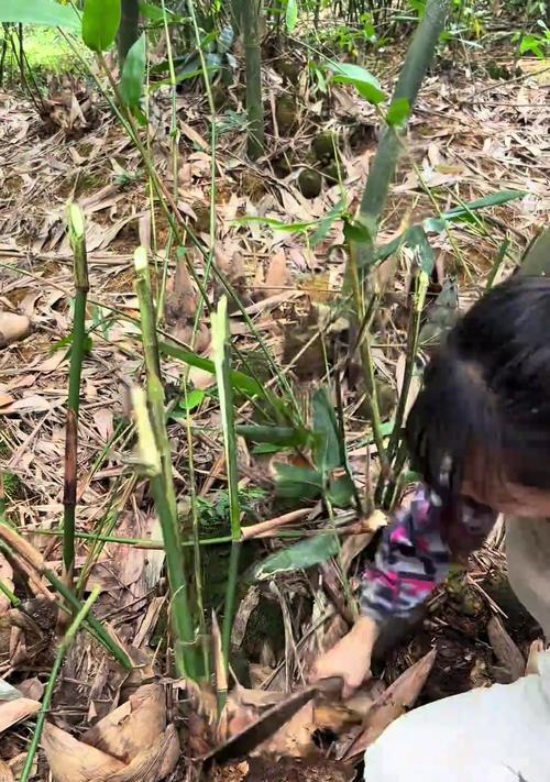 笋子修剪枝条的最佳时机是什么时候？步骤有哪些？