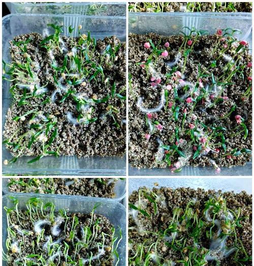 菜种催芽生根的正确方法是什么？需要多长时间？