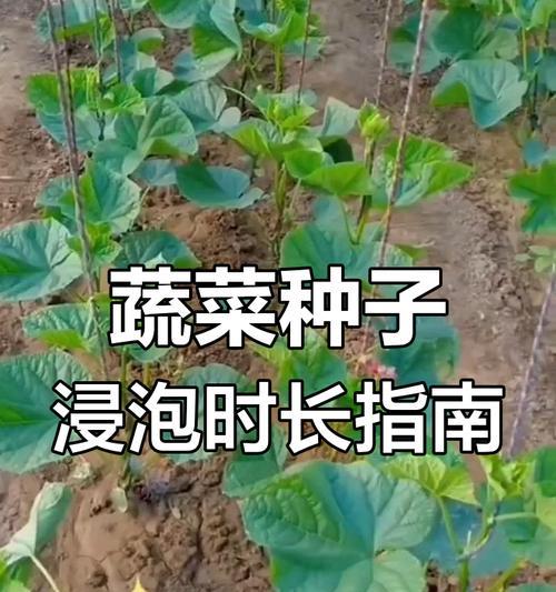 菜种催芽生根的正确方法是什么？需要多长时间？