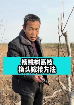文玩修剪枝条的正确方法是什么？修剪后如何护理？
