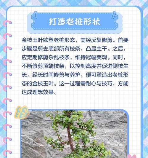 文玩修剪枝条的正确方法是什么？修剪后如何护理？