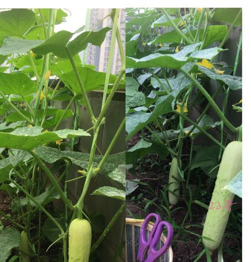 玉米水果黄瓜怎么种种植方法？步骤和注意事项是什么？