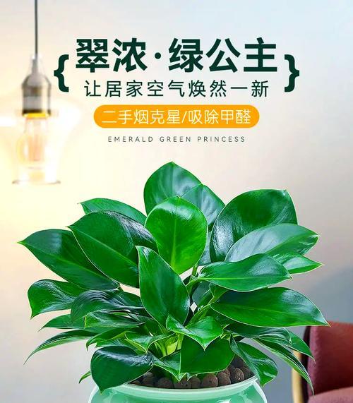 绿公主种植方法和技巧是什么？如何确保种植成功？