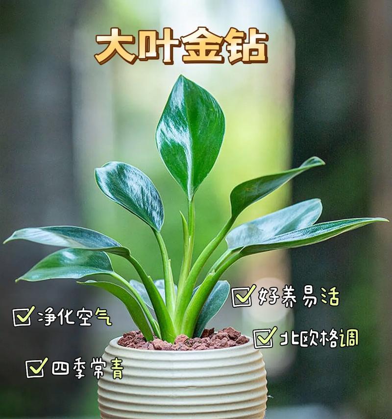 绿公主种植方法和技巧是什么？如何确保种植成功？