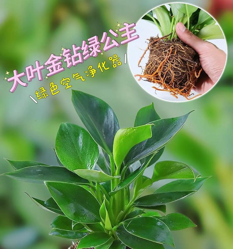 绿公主种植方法和技巧是什么？如何确保种植成功？