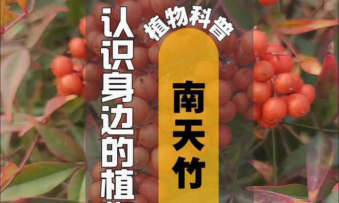 南天竹栽培种植方法有哪些？如何确保南天竹健康生长？
