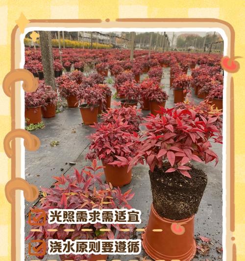南天竹栽培种植方法有哪些？如何确保南天竹健康生长？