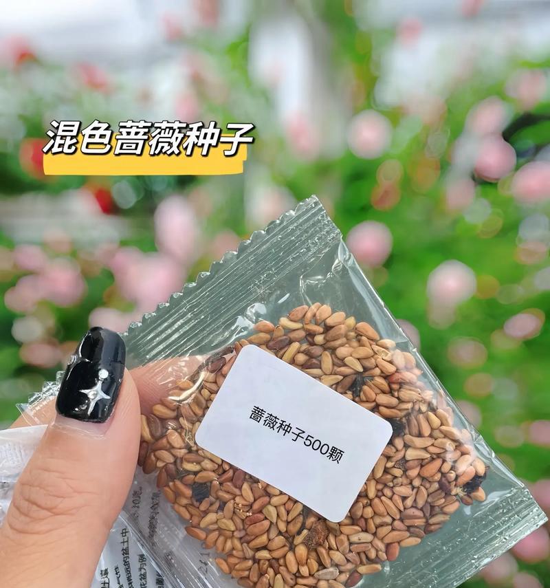 爬藤月季花籽催芽方法是什么？需要多长时间才能发芽？