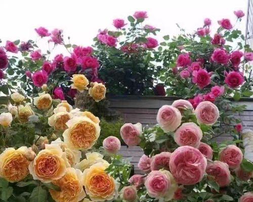 爬藤月季花籽催芽方法是什么？需要多长时间才能发芽？