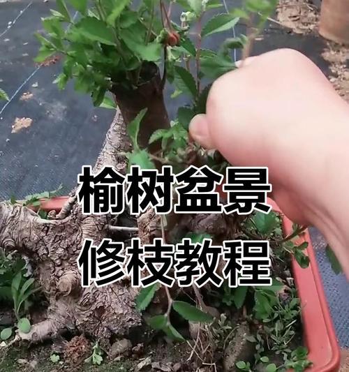 榆树修剪枝的最佳方法是什么？如何确保修剪后的榆树健康生长？