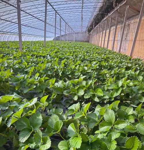 野草莓籽怎么种植方法？需要多长时间才能发芽？