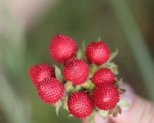 野草莓籽怎么种植方法？需要多长时间才能发芽？