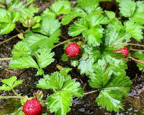 野草莓籽怎么种植方法？需要多长时间才能发芽？