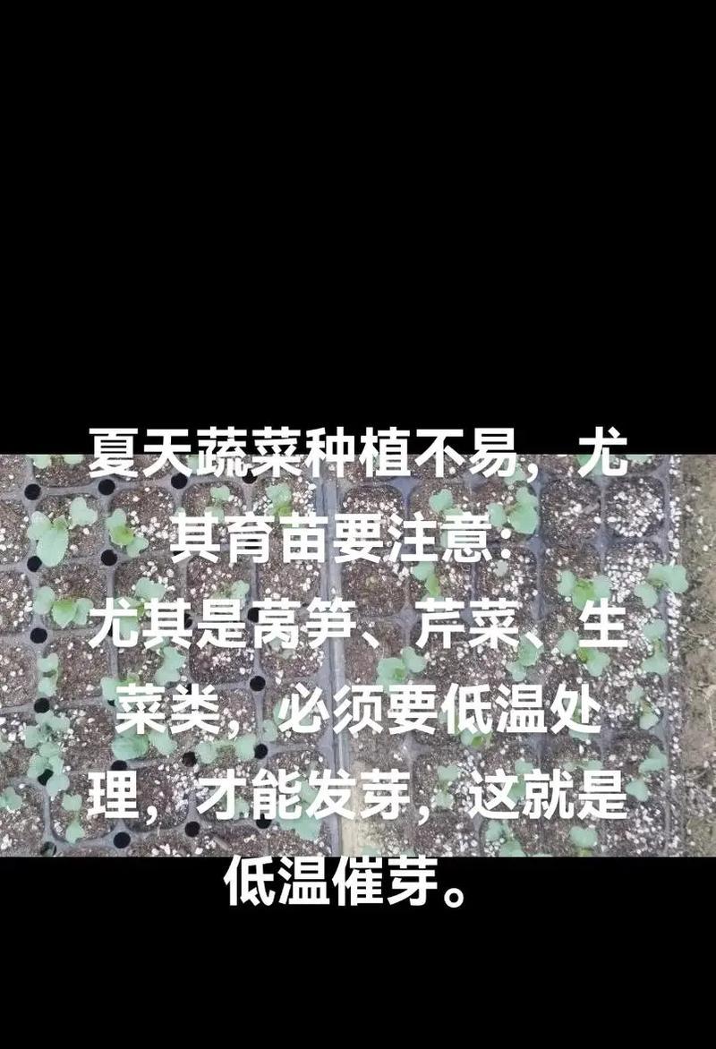 催芽出芽了怎么办？如何正确处理植物发芽问题？
