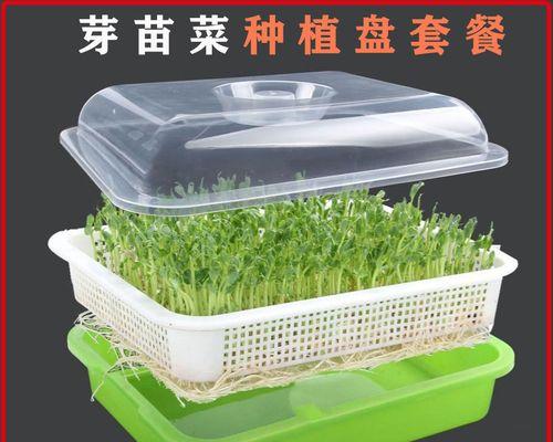 豆芽种植方法有哪些常见问题？如何解决？