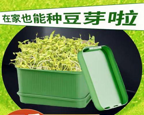 豆芽种植方法有哪些常见问题？如何解决？