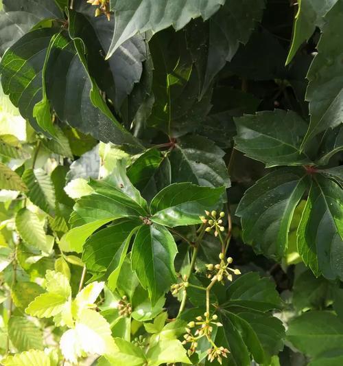 爬山虎种子催芽方法是什么？需要多长时间才能发芽？