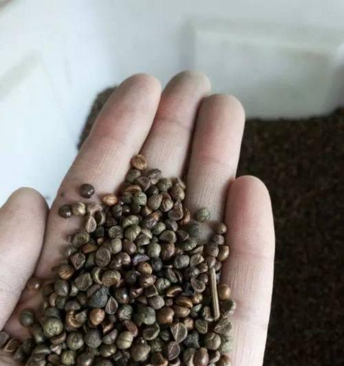 爬山虎种子催芽方法是什么？需要多长时间才能发芽？