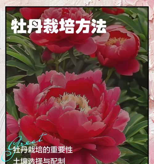 牡丹花种子怎么催芽？催芽过程中需要注意什么？