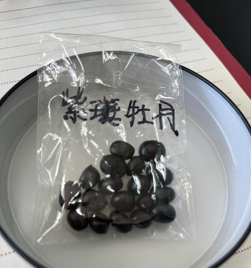 牡丹花种子怎么催芽？催芽过程中需要注意什么？