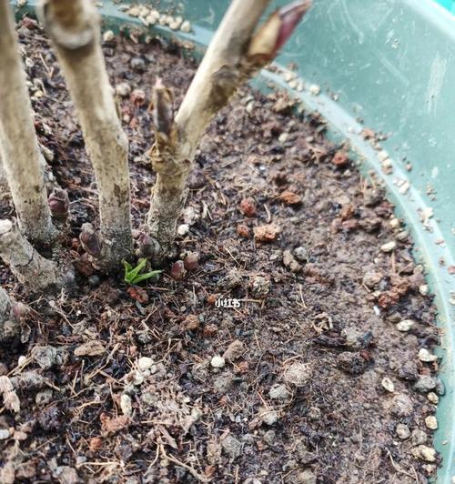 牡丹花种子怎么催芽？催芽过程中需要注意什么？