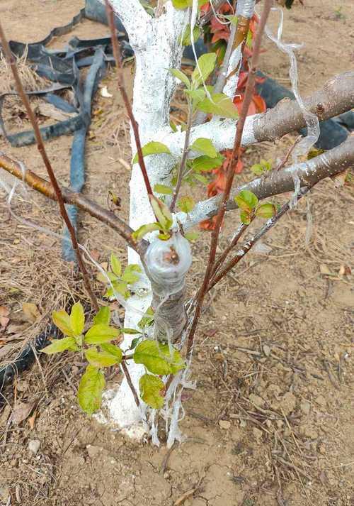 苹果催芽种植方法是什么？步骤和注意事项有哪些？