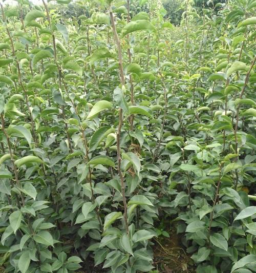 苹果催芽种植方法是什么？步骤和注意事项有哪些？